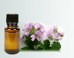 Rose Geranium Oil