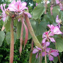 bauhinia variegata kachnar tree seed