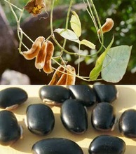 Black kavach Kinvach medicinal seed, Packaging Type : 5, 25, 50 Kg. PP Bags