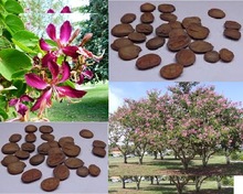 butterfly tree orchid tree Seed