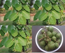 cordia dichotoma Gunda Indian Glue Berry Lasoda Tenti seed