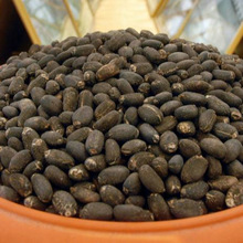Physic Nut Jatropha curcas Barbados nut seed