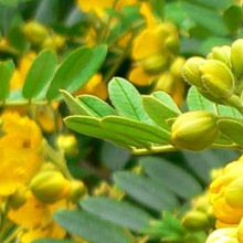Tinnervelly Senna Cassia angustifolia seed