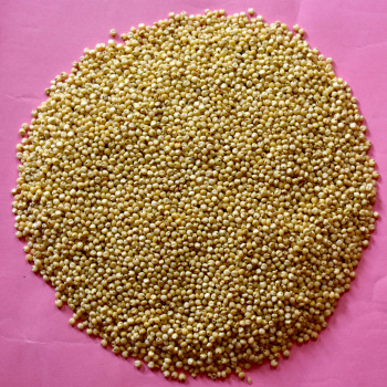 Buyers Brand Common Machine cleaned Jowar Millet, Style : Dried