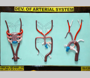 Arterial System Model
