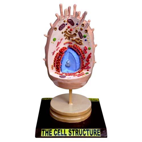 Human Cell Structure Model