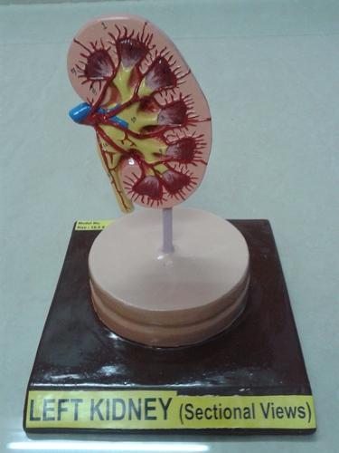 Polypropylene Left Kidney Model, for Laboratory, Museums, Feature : Durable