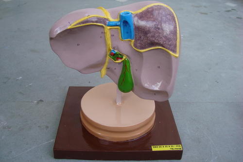 Liver Anatomy Model
