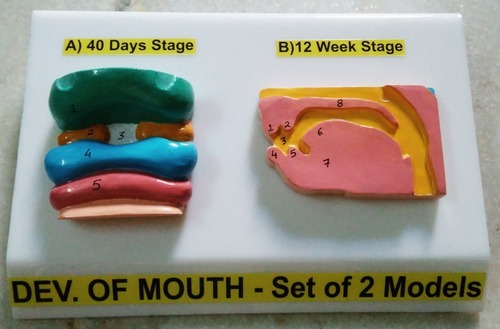 Mouth Development Model