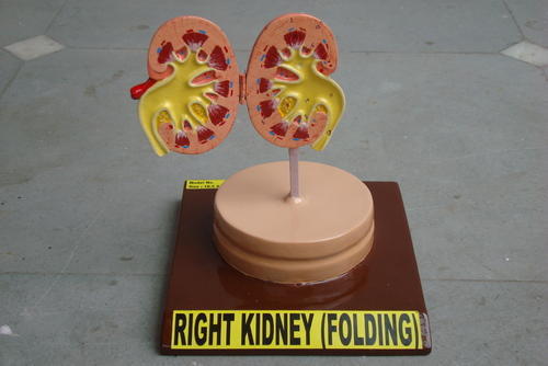 Right Kidney Folding Model