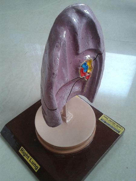 Right Lung Model