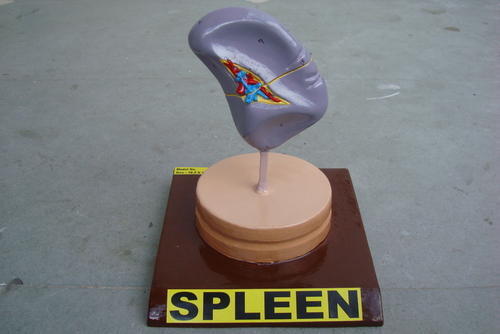 Plastic Spleen Model, for Laboratory, Museums, Feature : Precisely Labeled, Flawless Finish