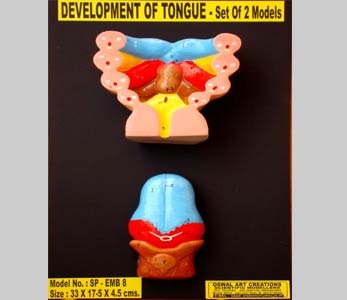 Tongue Development Model