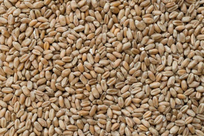 Organic Hard Wheat