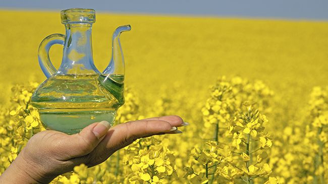 Common Rapeseed Oil, for Cooking, Feature : Low Cholestrol