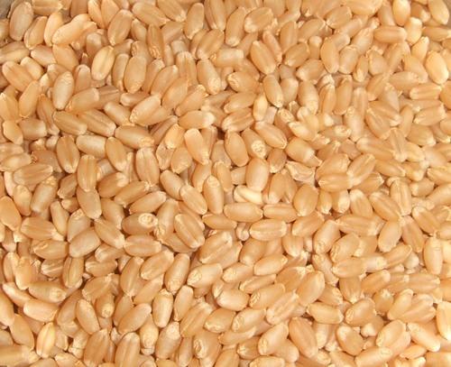 Organic Soft Milling Wheat, for Food, Snacks, Packaging Size : 20-25kg, 25-50kg, 50 kg, etc