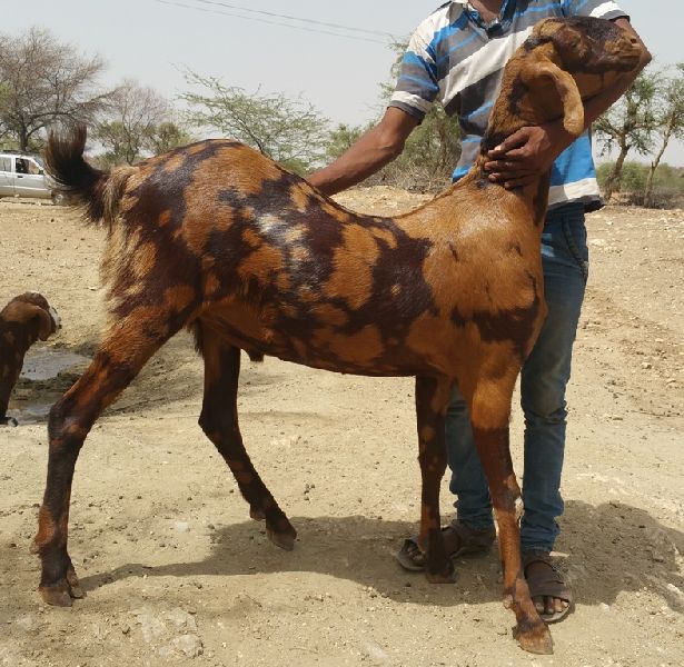 SIROHI 50 GOAT BREEDING BUCK, Certification : HALAL Standards