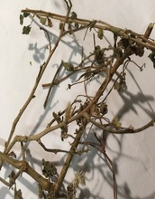 Sida cordifolia