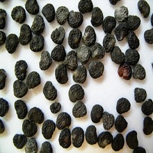 Datura Seed