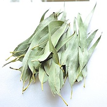 Eucalyptus, Form : Leaf, Powder