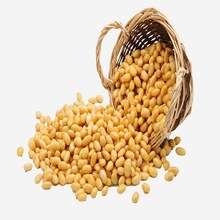 Common soybean seed, Shelf Life : 2 Years