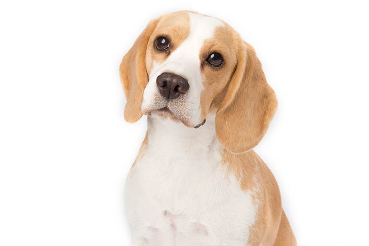 Beagle Dog Buy beagle dog in Gorakhpur Uttar Pradesh India from Barat  Canines
