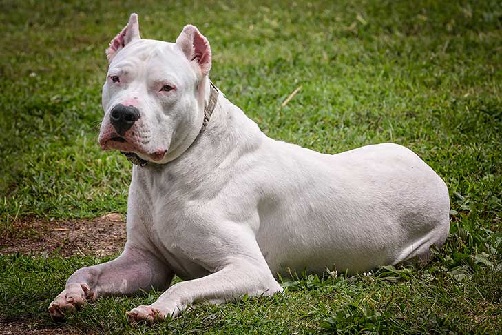 Dogo Argentino Dog, Color : White