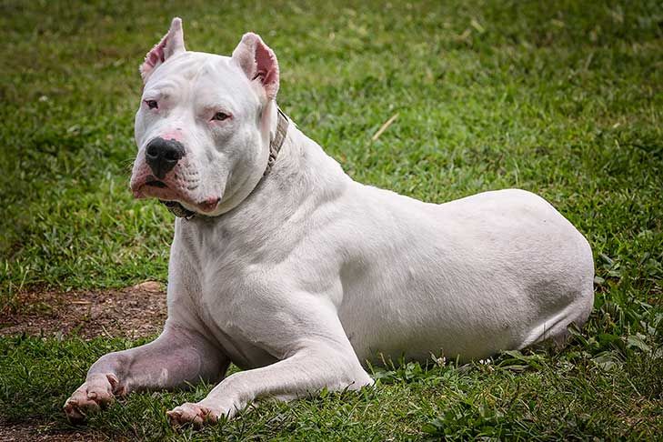 Dogo Argentino Dog