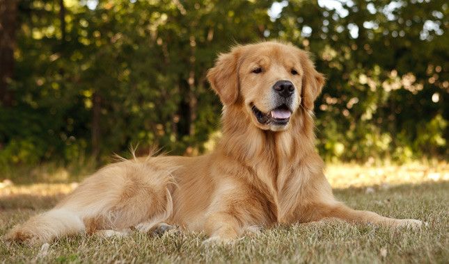 Golden retriever online store price