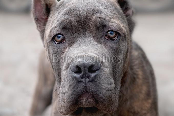 Cane Corso Dog Wholesale Suppliers In Gorakhpur Uttar