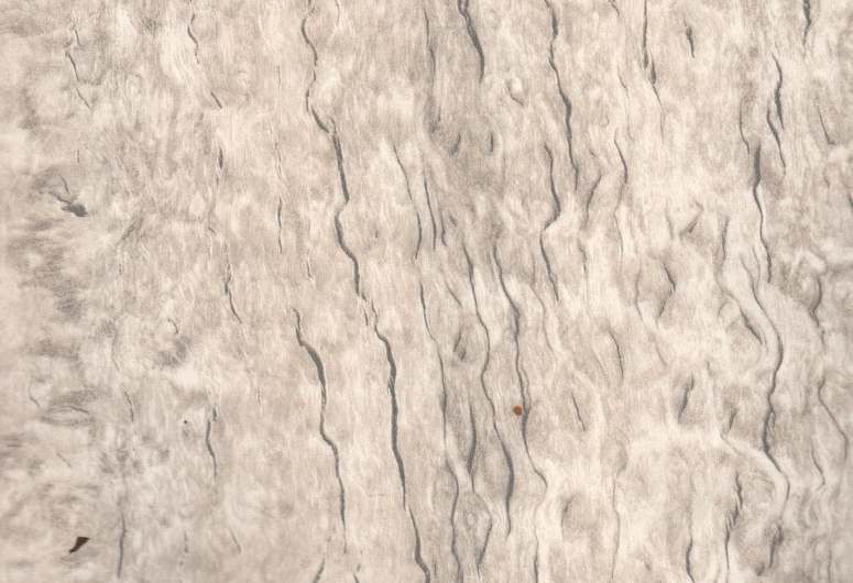 Rectangular Wooden Polished 484 Cork Wood Laminate, Feature : Termite Proof