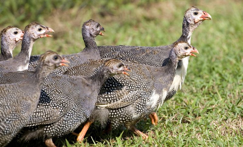 Live Guinea Fowl Chicks