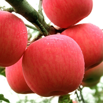 100% Grade A Fresh Fuji Apple Fruit for sale