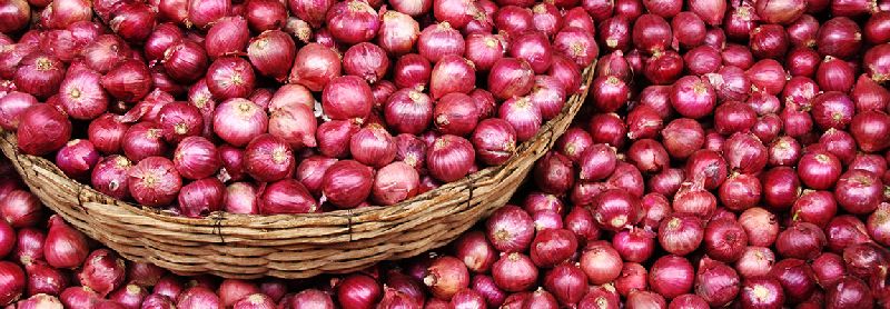 Organic fresh red onion, Feature : High Quality, Natural Taste, Non Harmful