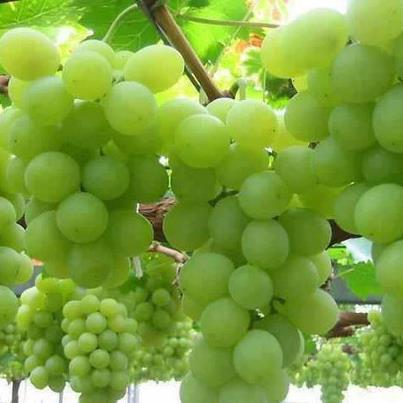 Natural Grapes, Color : Green