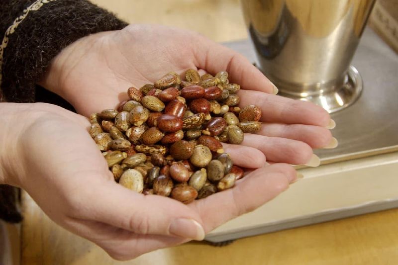Castor Natural Seeds, Feature : Superior Quality, Longer Shelf Life