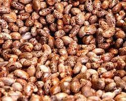 Natural Edible Castor Oil Seeds, for Cosmetics, Medicines