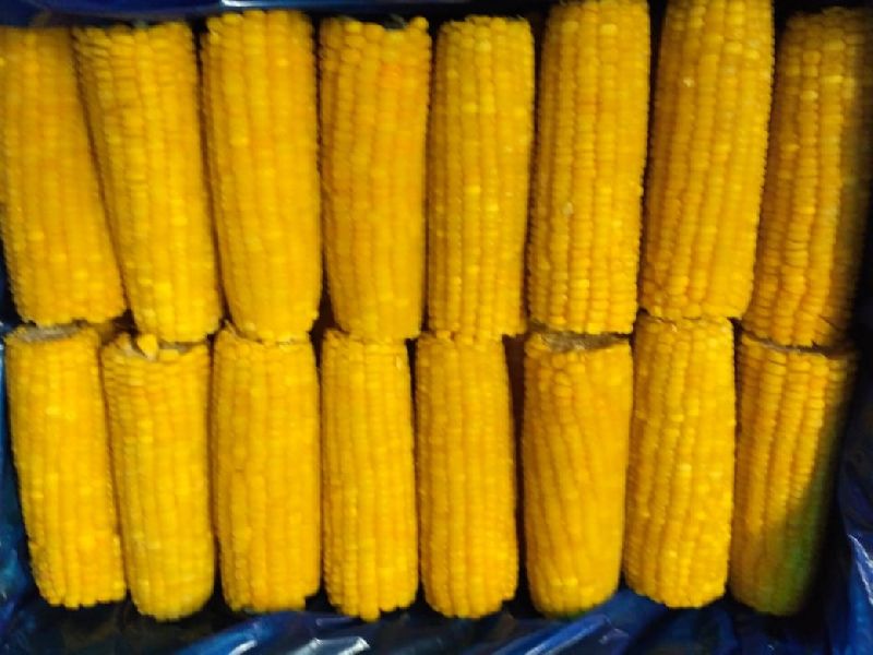 Frozen Sweet Corn on Cob, for consumption, Packaging Type : Corrugated Box