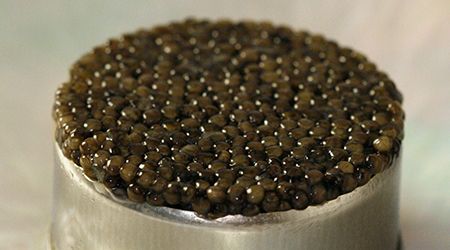 Sturgeon Caviar