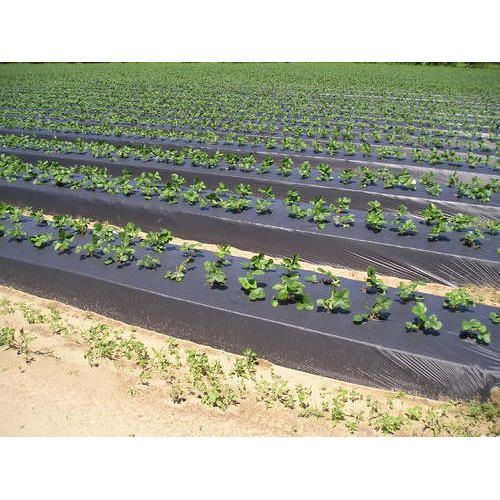 Plastic Plant Mulching Film, for Agriculture, Feature : Durable