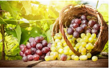 Organic fresh grapes, Shelf Life : 3-5days