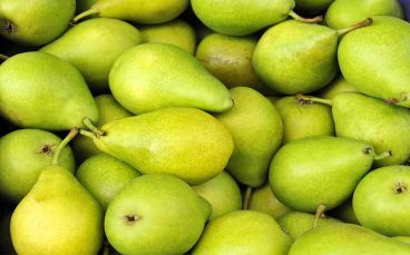 Organic Fresh Pear, Shelf Life : 2-4months