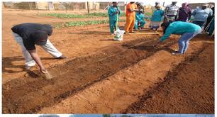 Agricultural Soil Development Services