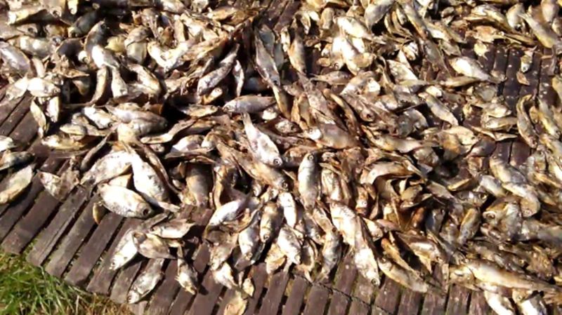 Dry fish, for Human Consumption, Feature : Good Protein