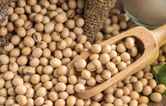 Organic Seed Non Gmo Soybean, for Cooking, Flour, Feature : High Nutritional Value, Low Moisture