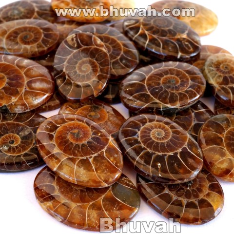 Ammonite Cabochon Gemstone