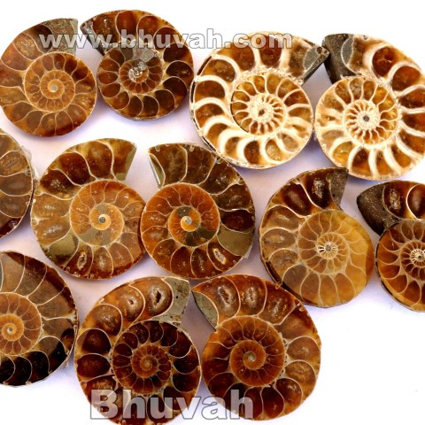 Ammonite Fossil Gemstone Cabochon