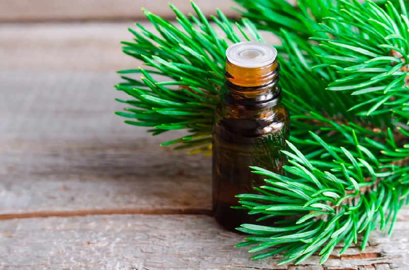 Pine Needle Essential Oil, Color : Colorless to Pale Yellow
