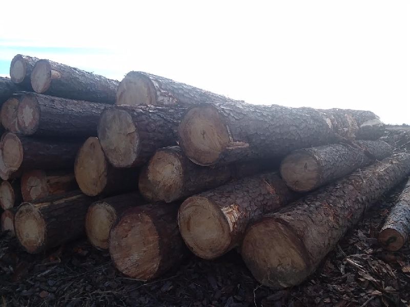 Southeastern US Hardwood Logs