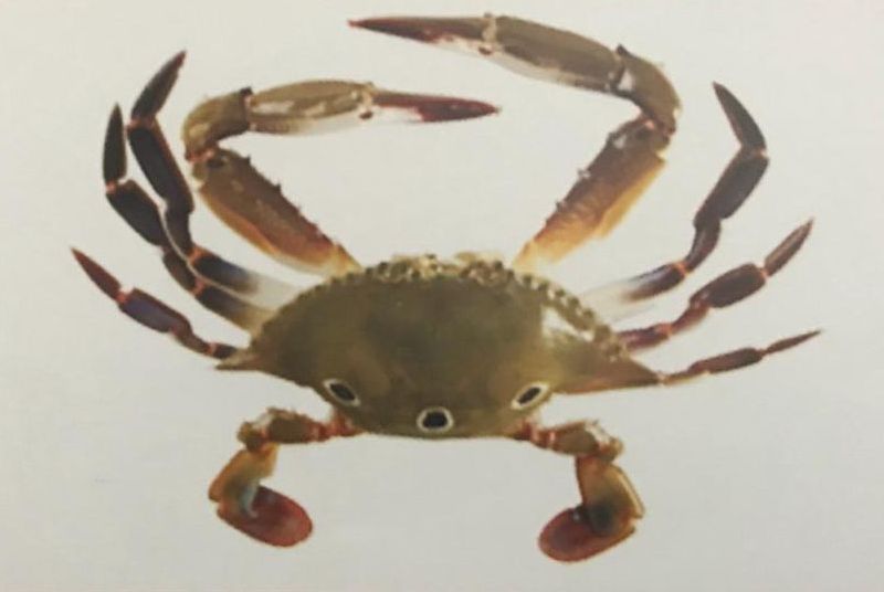 Three Spot Swimming Crab